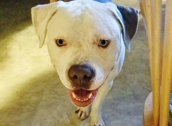 Close-up portrait of dog