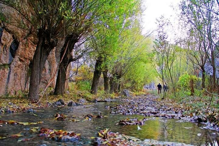 water, tree, tranquility, lake, nature, tranquil scene, beauty in nature, scenics, reflection, pond, growth, forest, river, day, waterfront, rock - object, stream, outdoors, idyllic, lakeshore