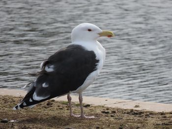 Seagull on beach