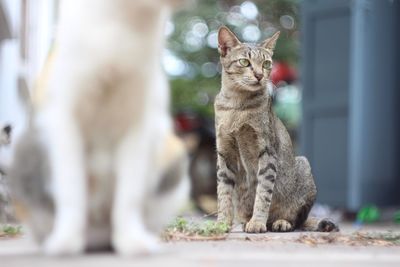 Close-up of cat sitting outdoors