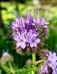 Close-up of insect on purple flowering plant