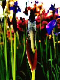 Close-up of flowers blooming in field