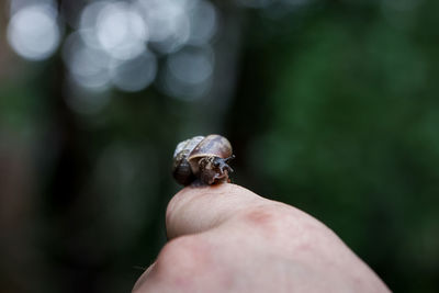 Close-up of insect on hand