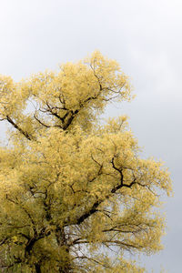 Low angle view of yellow tree against sky