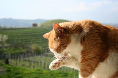 Close-up of ginger cat with vineyard hills in the background