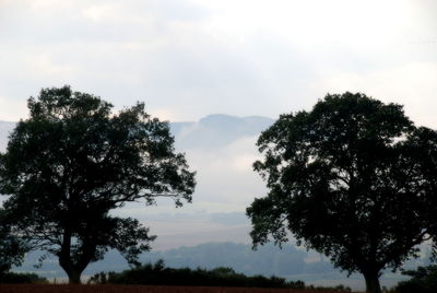 Trees against sky