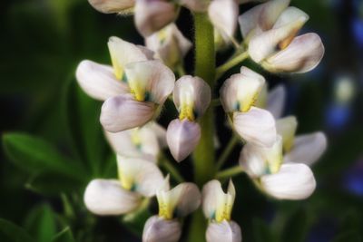 Close-up of white flowers blooming outdoors