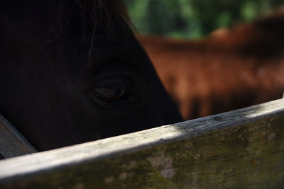 Close-up of a dark colored horse at the stables