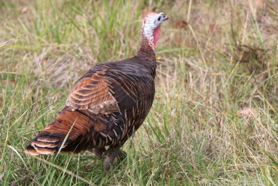 Side view of a bird on grass