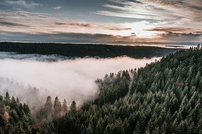 Panoramic view of forest against sky during sunset