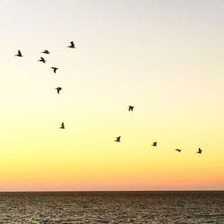 Bird flying over sea at sunset