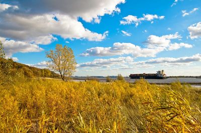 Scenic view of field against sky