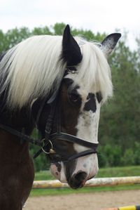 Close-up of horse in ranch