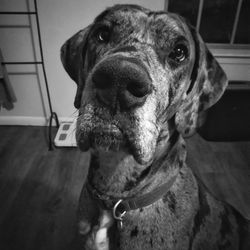 Close-up portrait of dog at home