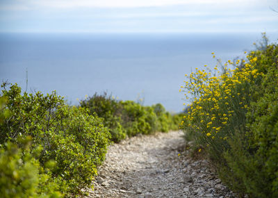 Scenic view of yellow flowering plants against sky