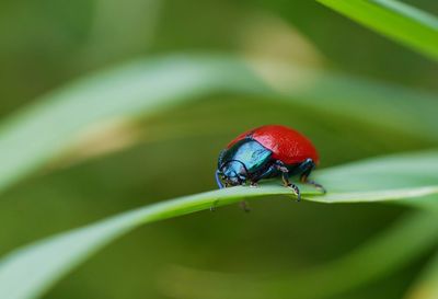 Close-up of red bug on leaf