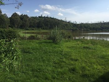 Scenic view of field against sky