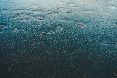 High angle view of starfish in water