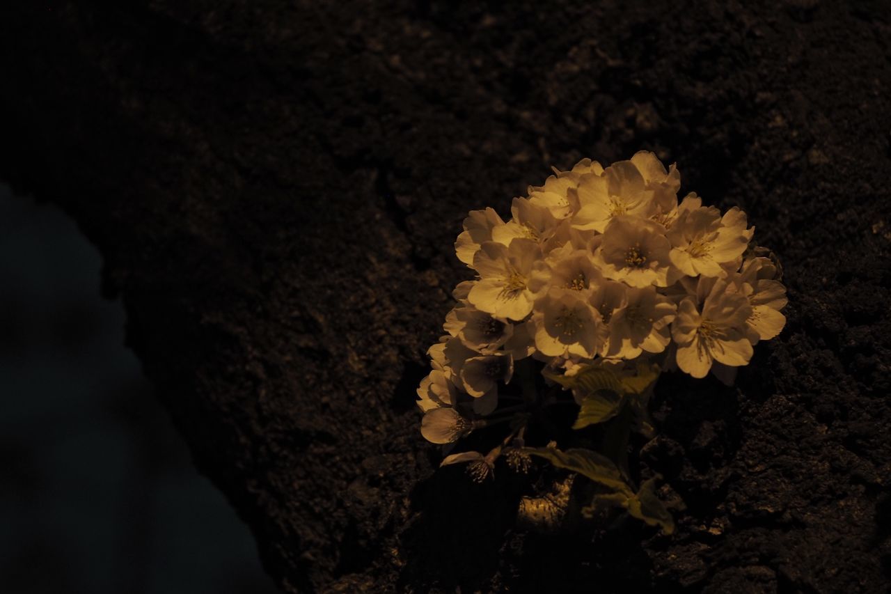 nature, no people, outdoors, growth, yellow, plant, flower, beauty in nature, close-up, day, flower head, fragility, sky