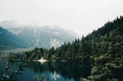 Reflection of trees in calm lake