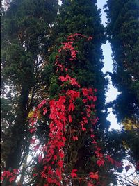 Low angle view of trees