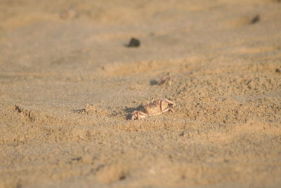 Close-up of sheep on sand