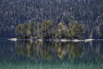 Scenic view of lake in forest