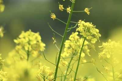 Close-up of yellow flowering plant