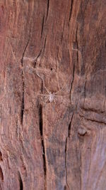 Close-up of wood