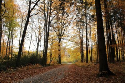Trees in forest during autumn