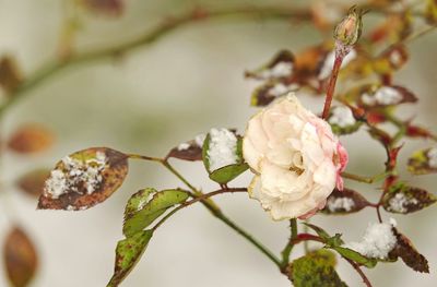 Close-up of white rose on branch