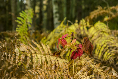 Close-up of red leaves