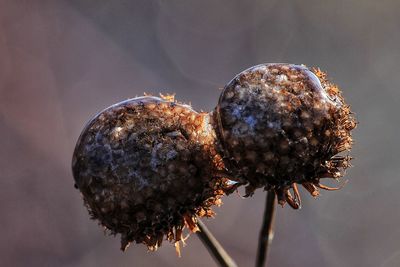 Close-up of wilted plant