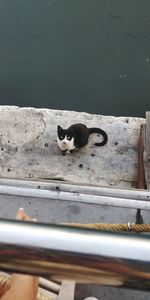 High angle view of a cat