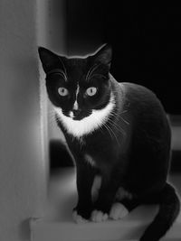 Portrait of cat sitting at home