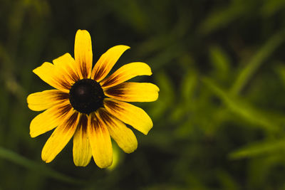 Close-up of yellow flower