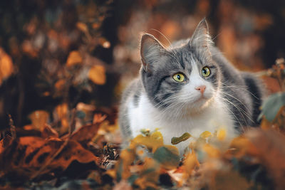 Portrait of cat on leaves during autumn