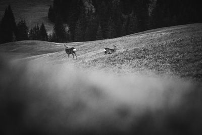 View of a horse on field