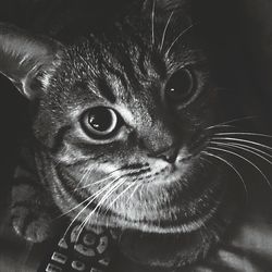 Close-up portrait of cat