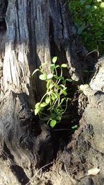 Close-up of plant growing in water