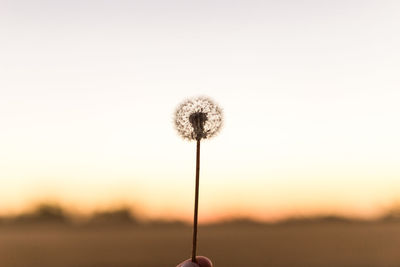 Close-up of dandelion against sky during sunset