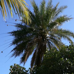 Low angle view of palm tree against clear sky