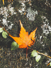 High angle view of maple leaves during autumn