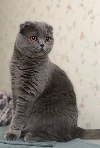 Close-up of a cat looking away