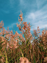 Fluffy golden reeds on turquoise blue sky background. trendy pampas grass  for poster wallpaper . 
