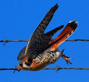 Close-up of kestrel flying by barbed wires against clear sky