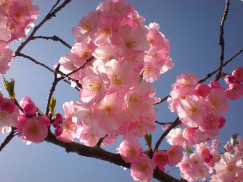 Low angle view of pink cherry blossoms against sky