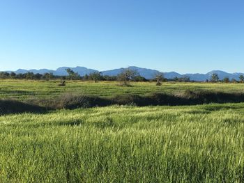 Scenic view of grassy field against clear sky