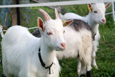 Close-up of goat on field