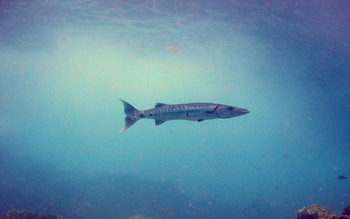 Barracuda at sint maarten